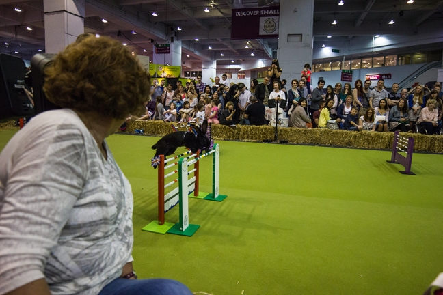 London pet show - Rabbit Show Jumping